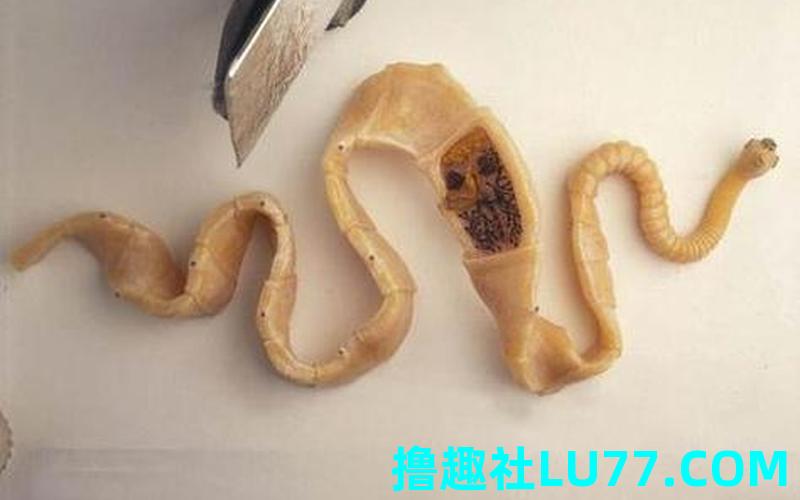 梦见花里有蛆 梦见花里有蛆
