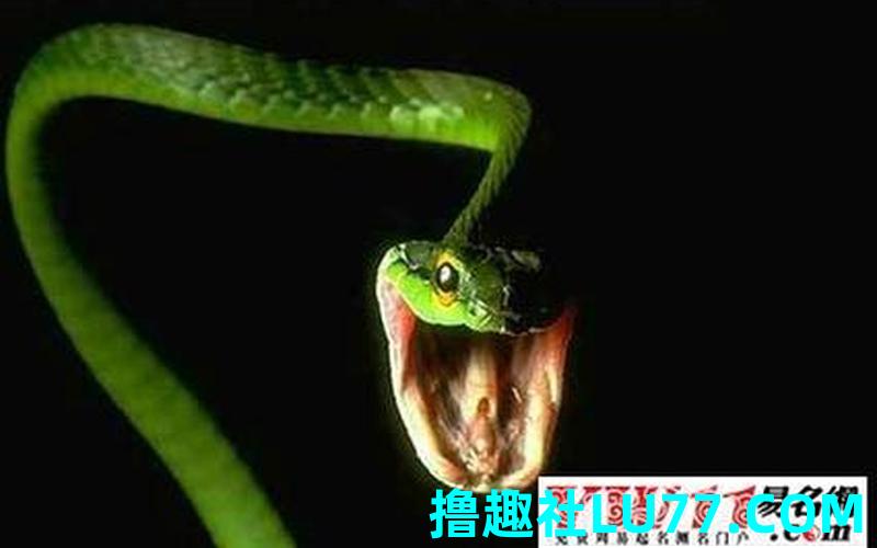 梦见爸爸打死一条蛇