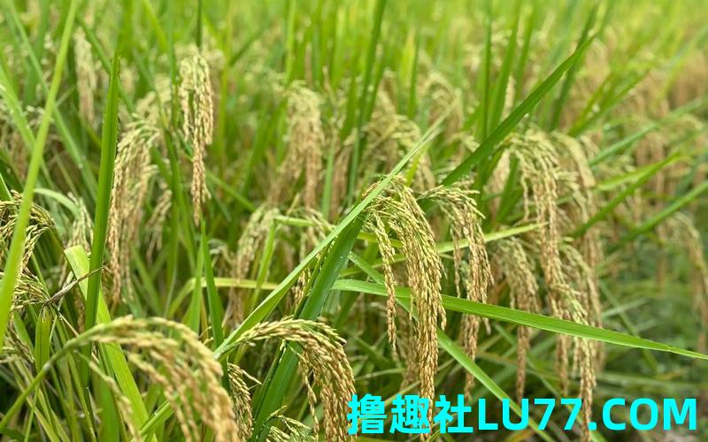 梦见稻穗堆