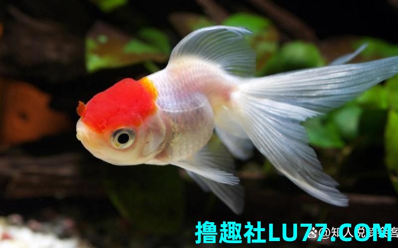 梦见聿 梦见聿
