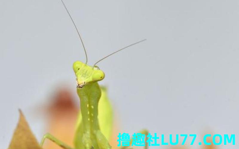 梦见螳螂把脉 梦见螳螂把脉