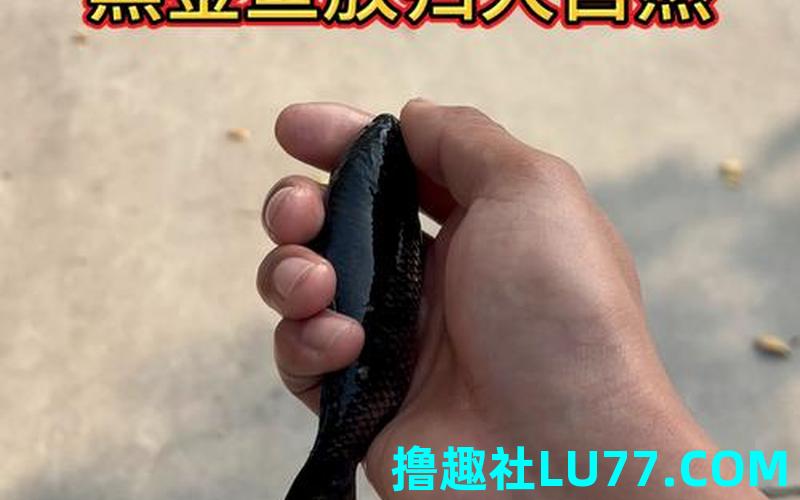 梦见黑金鱼 梦见黑金鱼