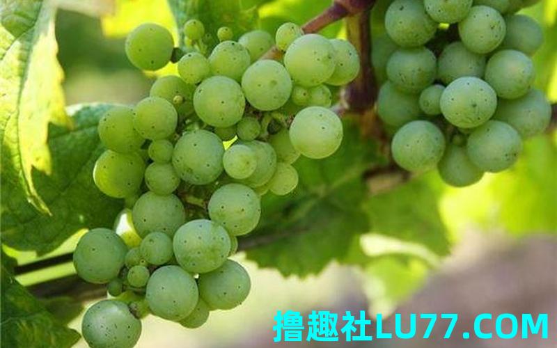 梦见葡萄旺盛 梦见葡萄旺盛