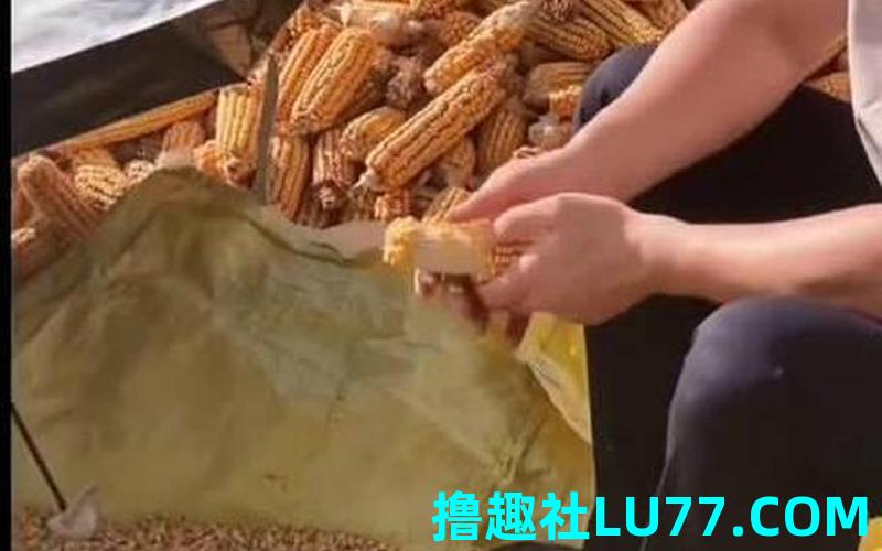 梦见扒苞米