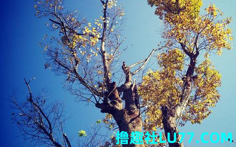 梦见找树木