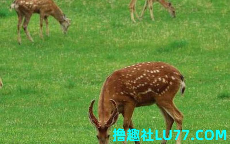 胎梦梦见鹿