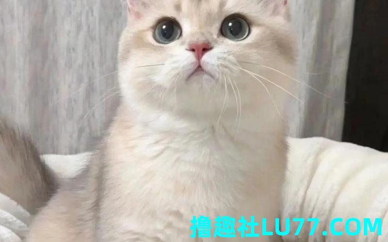 梦见猫咕噜