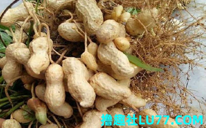 梦见洗生花生