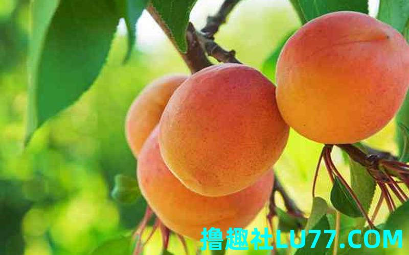 梦见搬杏子