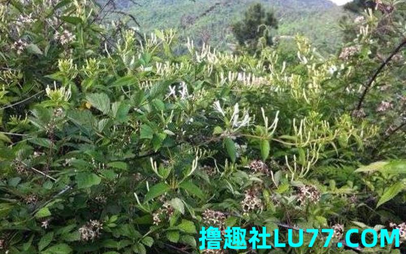 梦见满山金 梦见满山金