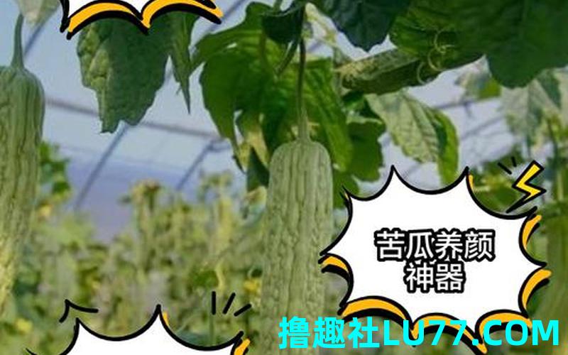女人梦见买苦瓜 女人梦见买苦瓜