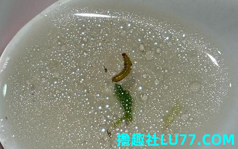 梦见虫子吃别人 梦见虫子吃别人