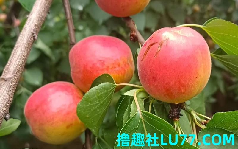 梦见树上的杏子