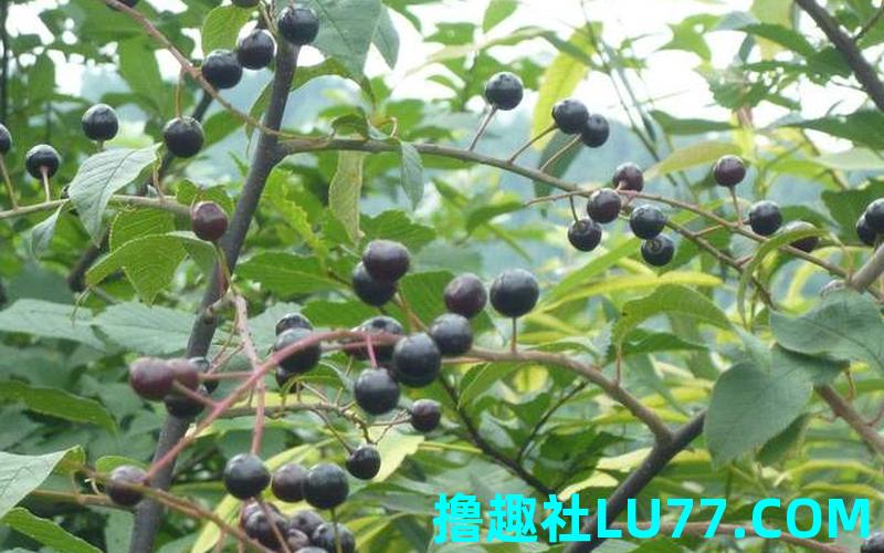 梦见脏李子 梦见脏李子