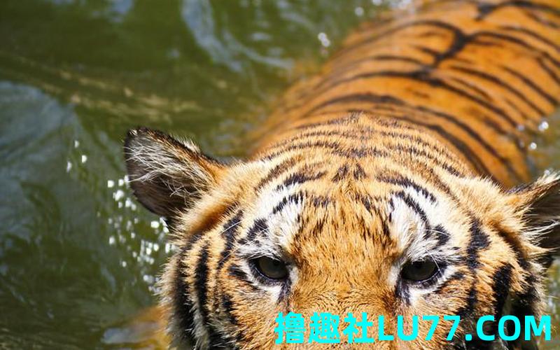 梦见老虎在游泳是什么意思 梦见老虎在游泳是什么意思
