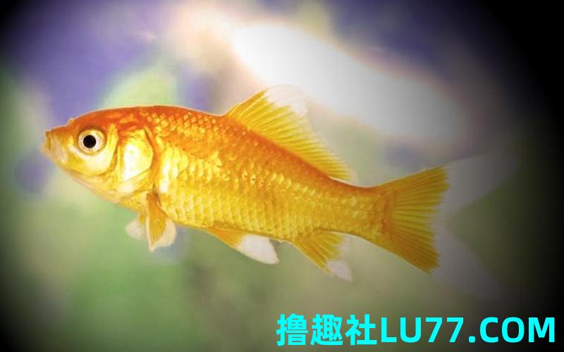鱼梦见 鱼梦见