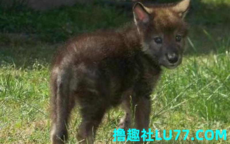 梦见狗生狼崽 梦见狗生狼崽