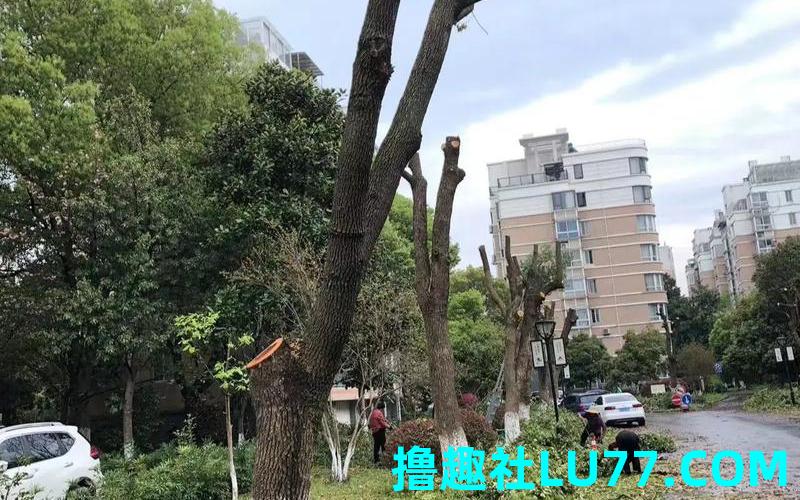 梦见数被砍