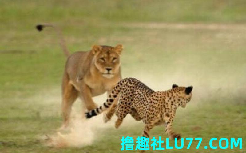 梦见自己被狮子咬了 梦见自己被狮子咬了