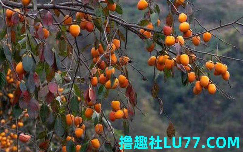 梦见熟透的柿子 梦见熟透的柿子