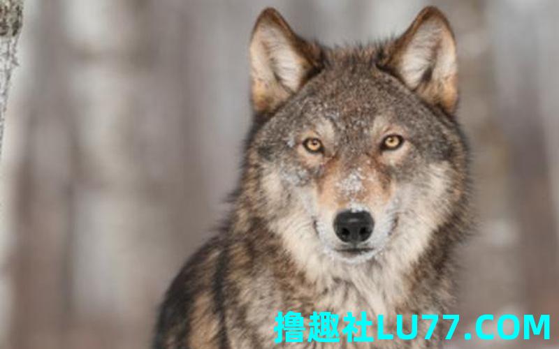 梦见狼被吃