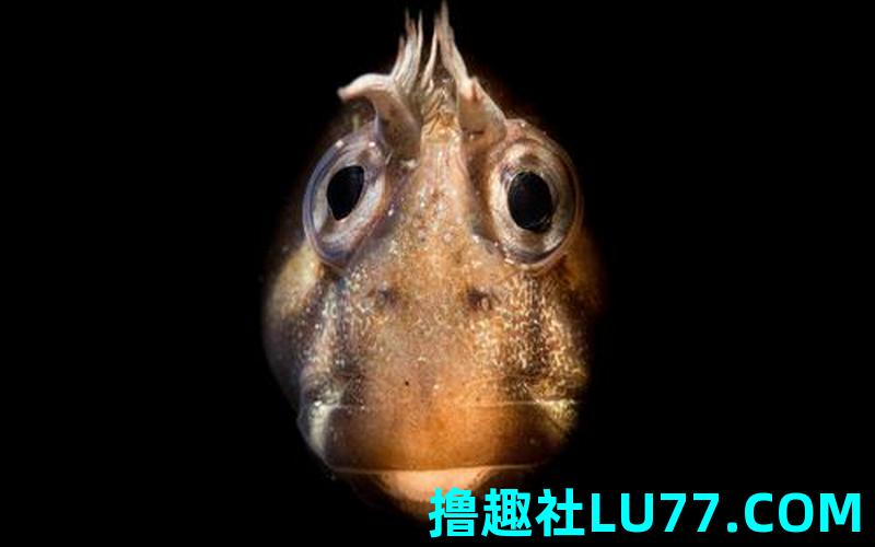 梦见黑色的鲶鱼 梦见黑色的鲶鱼