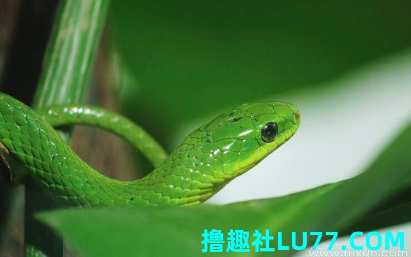 梦见家中青蛇 梦见家中青蛇