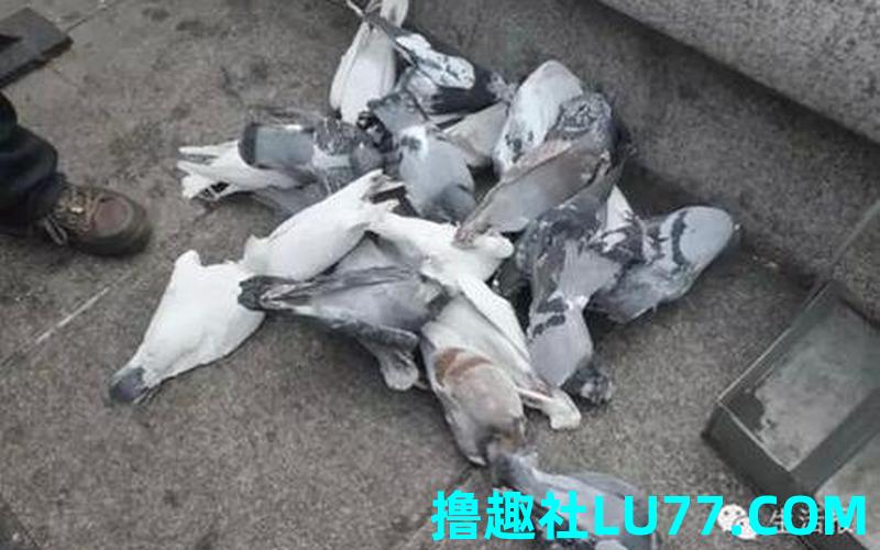 梦见撞死鸽子