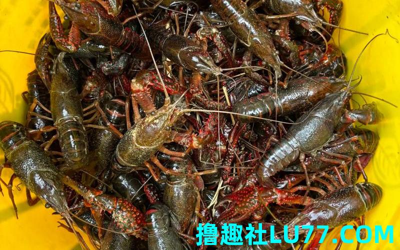 梦见自己捉龙虾