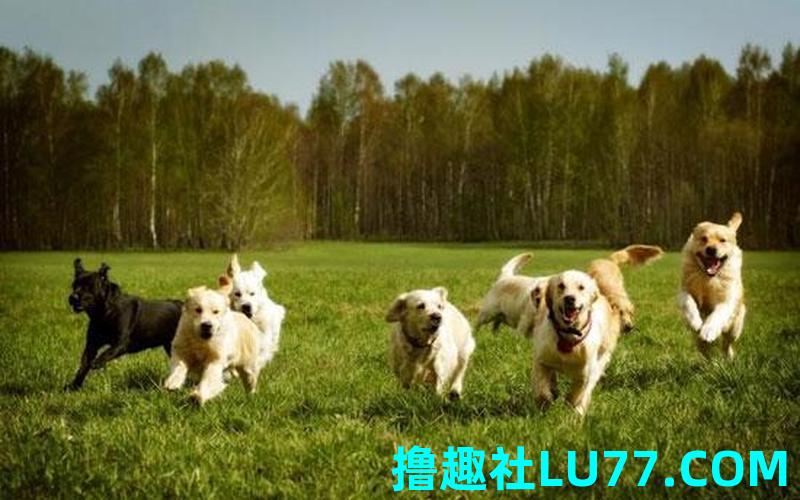 梦见狼狗扑向自己 梦见狼狗扑向自己