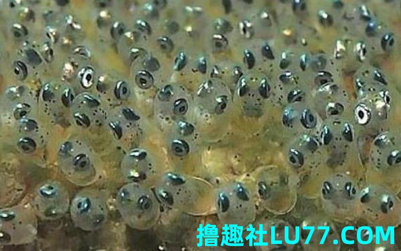 梦见鱼产卵 很多小鱼