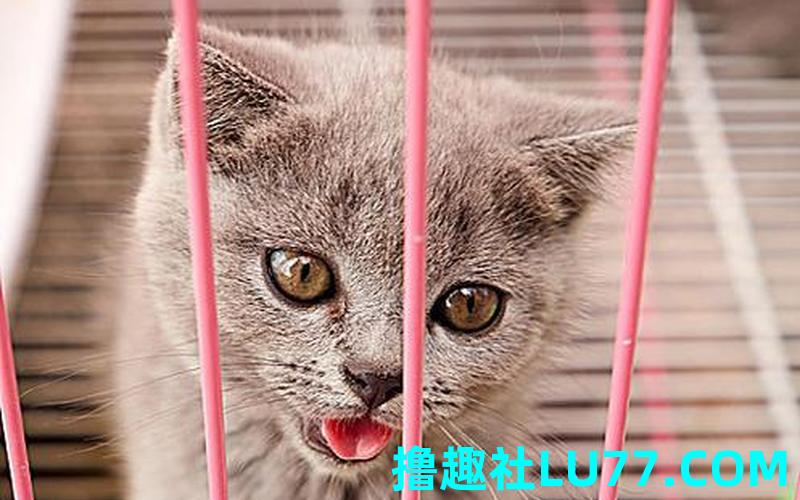 梦见猫被关在笼子里