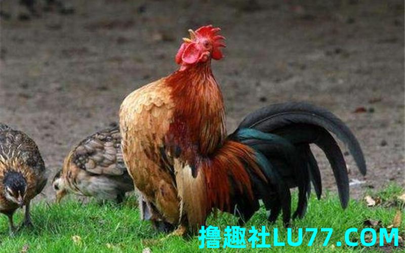 梦见踩着鸡