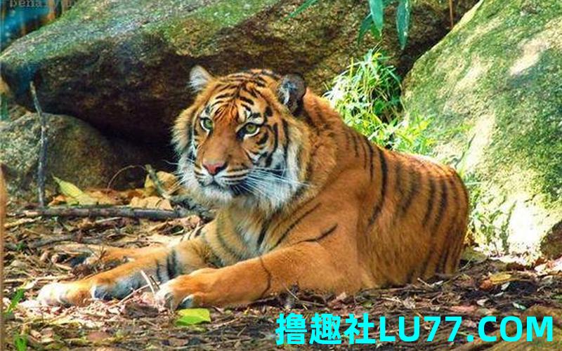 梦见老虎熊