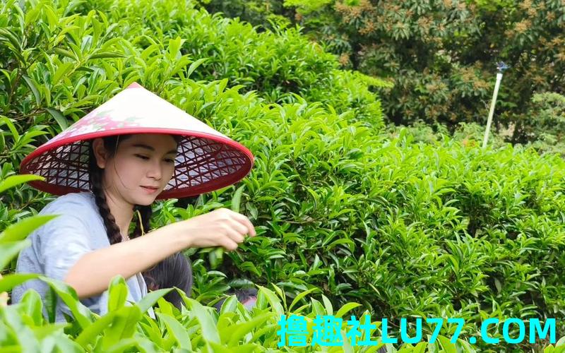 梦见采茶比赛