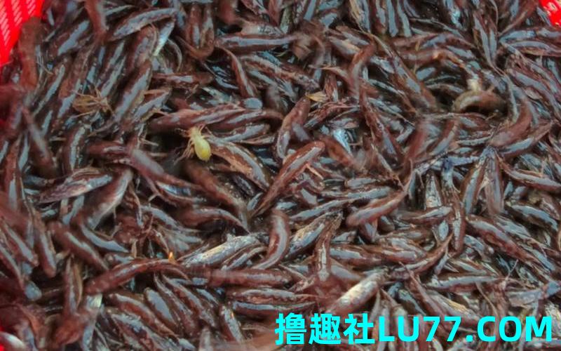 梦见鱼苗苗