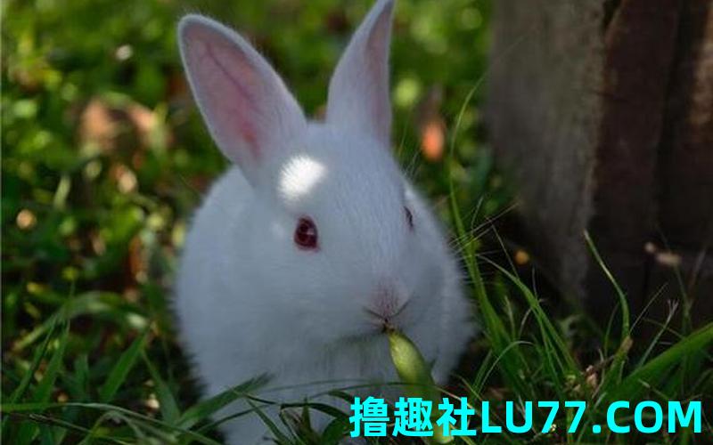 梦见养了白兔
