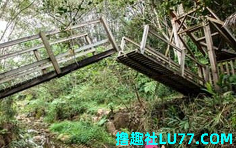 梦见桥树是什么意思