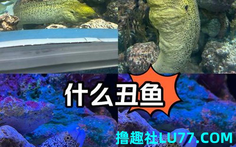 梦见丑怪鱼 梦见丑怪鱼