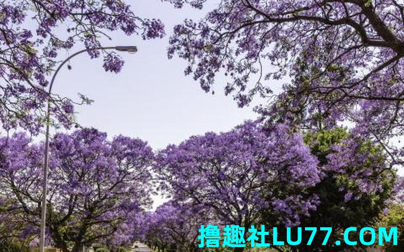梦见丁香