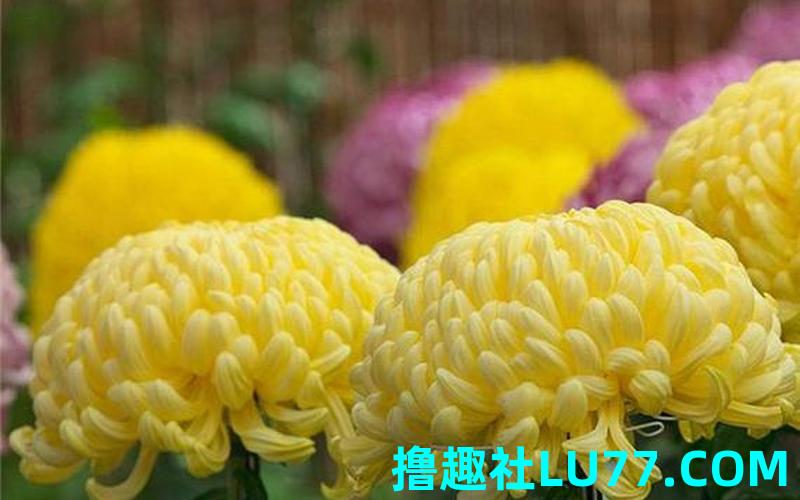 怀孕梦见菊花