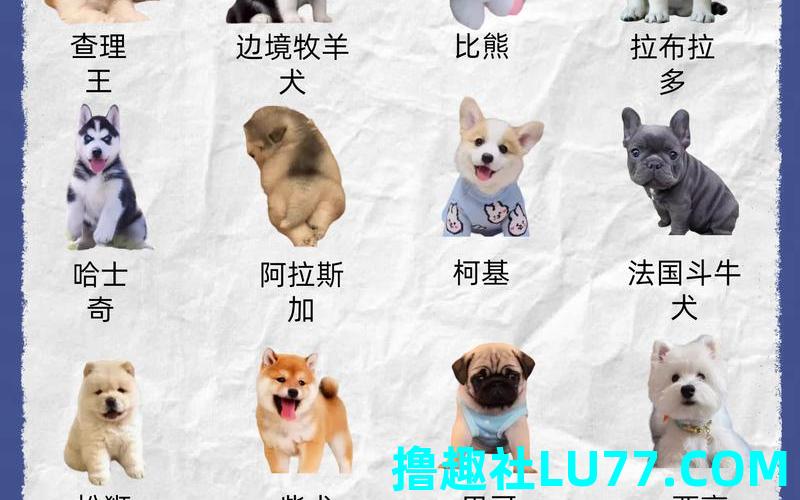 梦见狗好吗 梦见狗好吗
