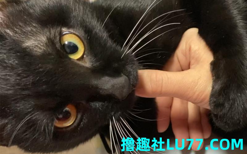 梦见黑猫咬手 梦见黑猫咬手