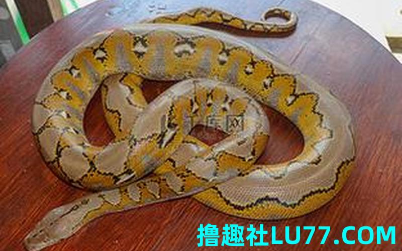 梦见黄白色的蛇 梦见黄白色的蛇
