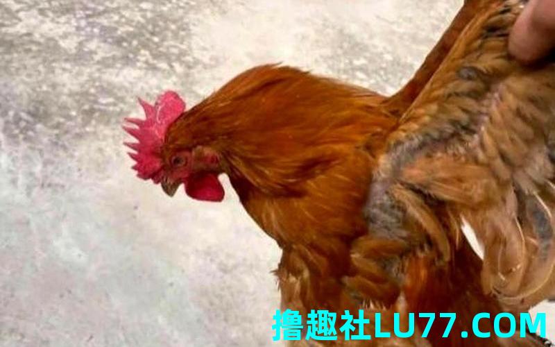 梦见给别人送杀好的鸡