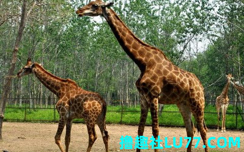 梦见长颈鹿周公解梦