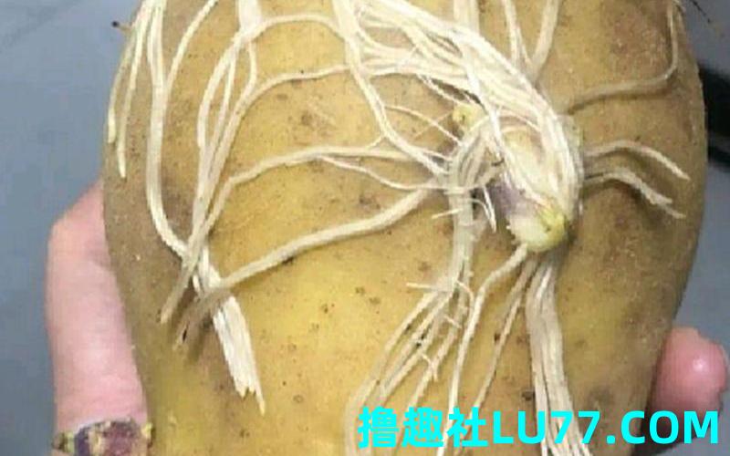 孕妇梦见土豆发芽了
