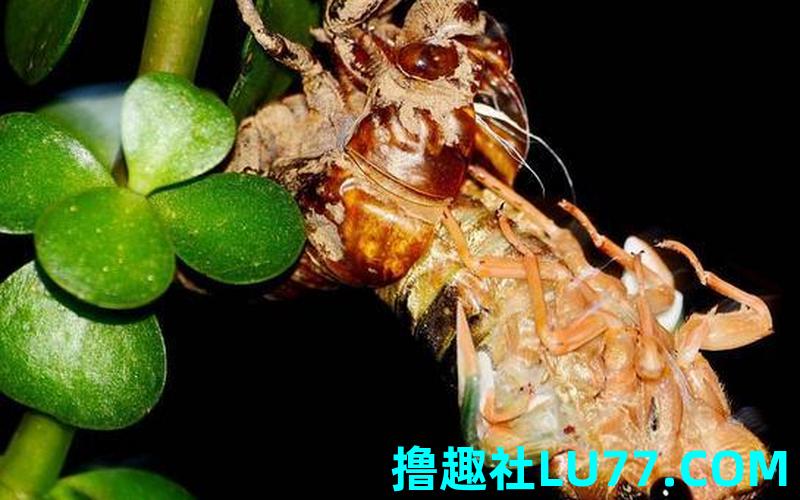 梦见蝉 梦见蝉