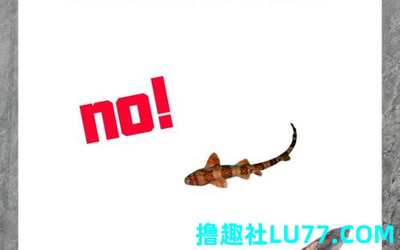 梦见游泳池鲨鱼 梦见游泳池鲨鱼