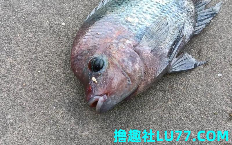 梦见收获怪鱼